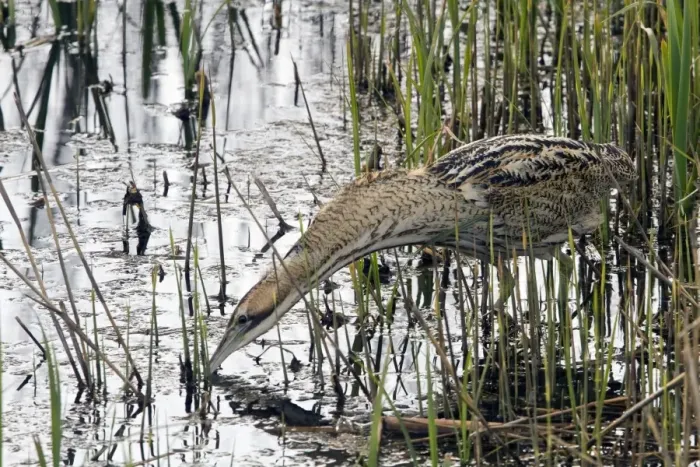 Framed Print : Great Bittern hunting for small fish in reedbeds at RSPB Minsmere, Suffolk Framed Print : Great Bittern hunting for small fish in reedbeds at RSPB Minsmere, Suffolk