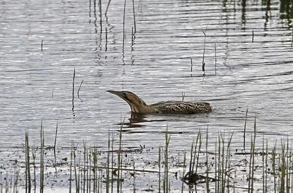 Great Bittern swims over dyke at RSPB Minsmere Suffolk
