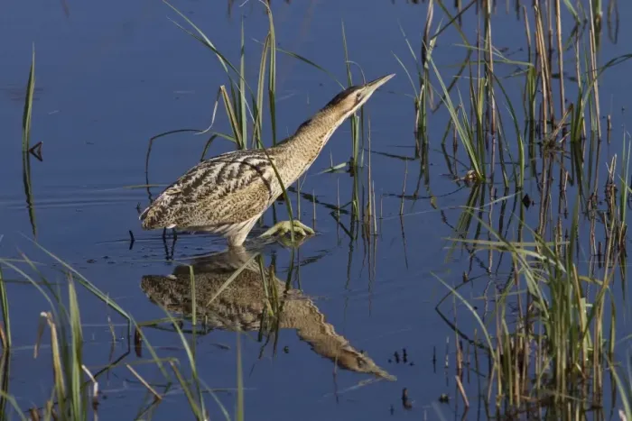 Framed Print : Great Bittern wading through reedbeds at RSPB Minsmere, Suffolk