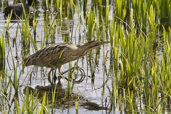 Great Bittern wading through reedbeds at RSPB Minsmere, Suffolk, note the large clawed feet