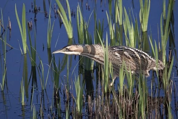 Great Bittern wading through reedbeds at RSPB Minsmere, Suffolk