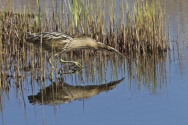 Great Bittern wading through reedbeds at RSPB Minsmere, Suffolk, note the large feet