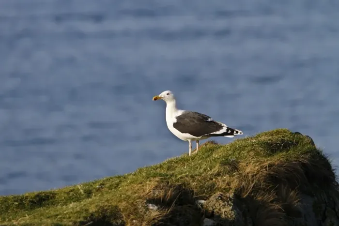 Framed Print : Great Black backed Gull - early spring on the Isle of Jura Framed Print : Great Black backed Gull - early spring on the Isle of Jura