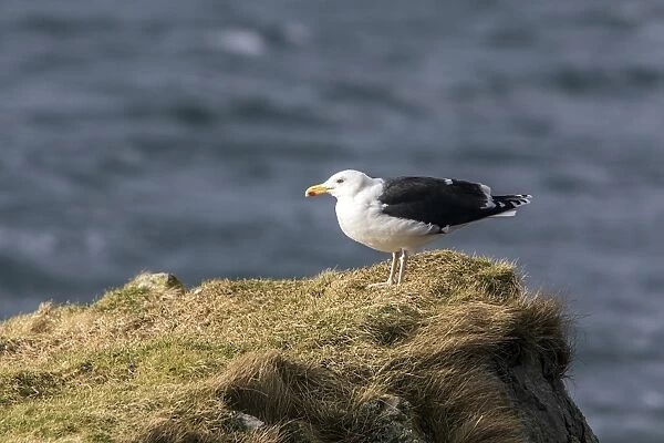 Great Black backed gull on grass promontory. Isle of Jura Scotland