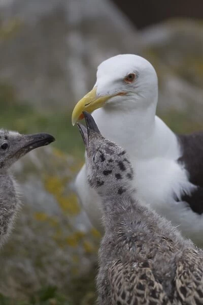 Great Black-backed Gull (Larus marinus) adult with chicks, begging for food, pecking at beak spot, Saltee Islands, Ireland, july