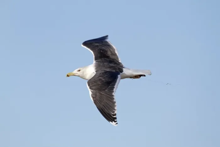 Framed Print : Great Black-backed Gull (Larus marinus) adult, non-breeding plumage, in flight, with fishing line tangled around leg Framed Print : Great Black-backed Gull (Larus marinus) adult, non-breeding plumage, in flight, with fishing line tangled around leg