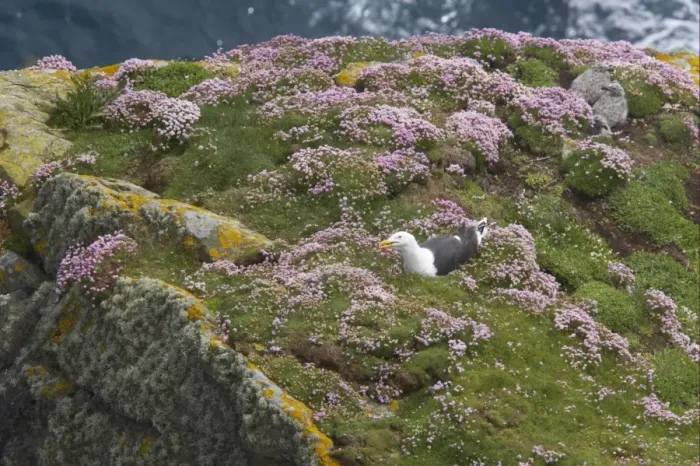 Framed Print : Great Black-backed Gull (Larus marinus) adult, summer plumage, nesting near two chicks on thrift covered clifftop, Sumburgh Head, Shetland Islands, Scotland Framed Print : Great Black-backed Gull (Larus marinus) adult, summer plumage, nesting near two chicks on thrift covered clifftop, Sumburgh Head, Shetland Islands, Scotland