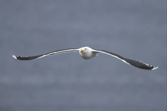 Framed Print : Great Black-backed Gull (Larus marinus) adult, summer plumage, in flight over sea, Noss, Shetland Islands, Scotland Framed Print : Great Black-backed Gull (Larus marinus) adult, summer plumage, in flight over sea, Noss, Shetland Islands, Scotland
