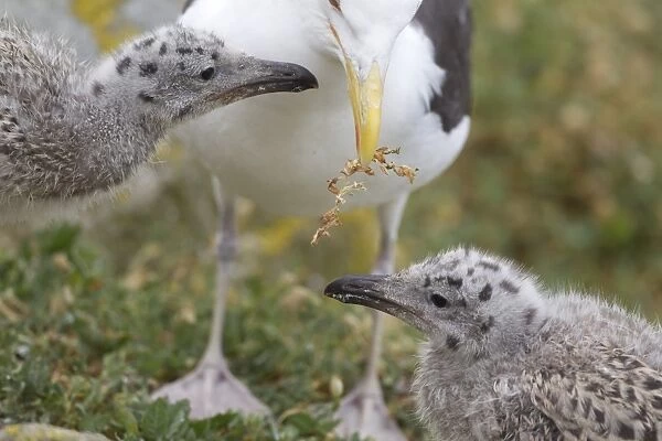 Great Black-backed Gull (Larus marinus) adult, with vegetation in beak, with chicks, begging for food, Saltee Islands, Ireland, july