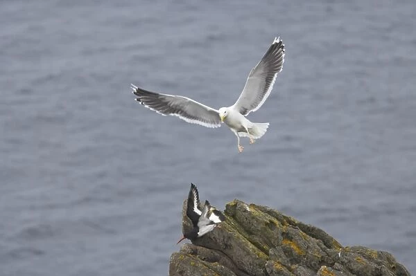Great Black-backed Gull (Larus marinus) adult, summer plumage, in flight, attacking Eurasian Oystercatcher (Haematopus ostralegus), Noss, Shetland Islands, Scotland