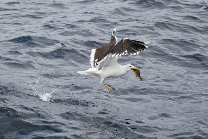 Framed Print : Great Black-backed Gull (Larus marinus) adult, summer plumage, with fish in beak, taking off from sea Framed Print : Great Black-backed Gull (Larus marinus) adult, summer plumage, with fish in beak, taking off from sea