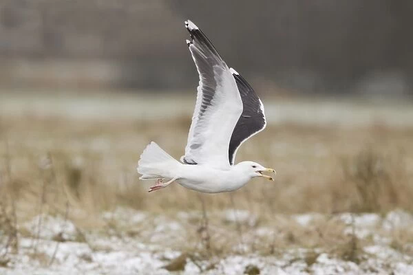 Great Black-backed Gull (Larus marinus) adult, non-breeding plumage, calling, in flight over snow covered ground