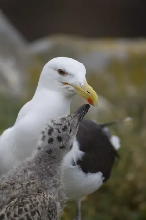 Framed Print : Great Black-backed Gull (Larus marinus) adult with chick, begging for food, pecking at beak spot, Saltee Islands, Ireland, july Framed Print : Great Black-backed Gull (Larus marinus) adult with chick, begging for food, pecking at beak spot, Saltee Islands, Ireland, july
