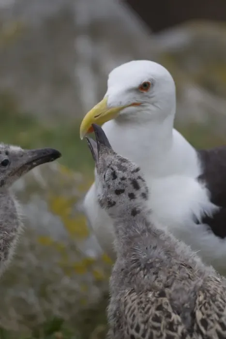 Framed Print : Great Black-backed Gull (Larus marinus) adult with chicks, begging for food, pecking at beak spot, Saltee Islands, Ireland, july Framed Print : Great Black-backed Gull (Larus marinus) adult with chicks, begging for food, pecking at beak spot, Saltee Islands, Ireland, july