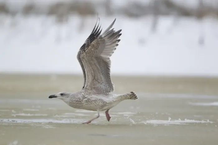 Framed Print : Great Black-backed Gull (Larus marinus) immature, first winter plumage, running across ice of partially frozen pond to Framed Print : Great Black-backed Gull (Larus marinus) immature, first winter plumage, running across ice of partially frozen pond to
