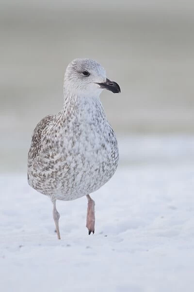 Great Black-backed Gull (Larus marinus) immature, first winter plumage, walking in snow on frozen pond, Suffolk