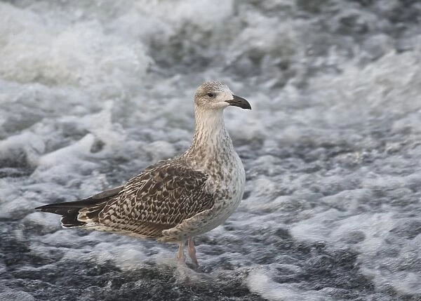 Great Black-backed Gull (Larus marinus) juvenile, standing at edge of fast-flowing river, River Nith