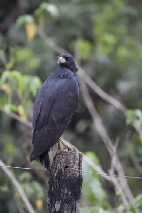 Framed Print : Great Black Hawk (Buteogallus urubitinga) adult, standing on fencepost, Pantanal, Mato Grosso, Brazil