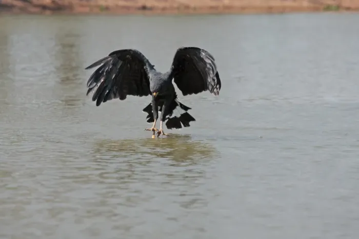 Framed Print : Great Black Hawk (Buteogallus urubitinga) adult, in flight, catching dead fish from river surface, Pixaim River, Mato Grosso, Brazil, september Framed Print : Great Black Hawk (Buteogallus urubitinga) adult, in flight, catching dead fish from river surface, Pixaim River, Mato Grosso, Brazil, september