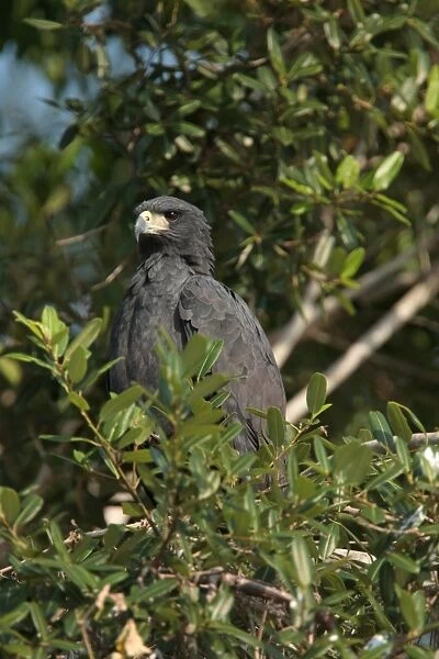 Great Black Hawk (Buteogallus urubitinga) adult, perched in tree, Cuiaba River, Mato Grosso, Brazil, september