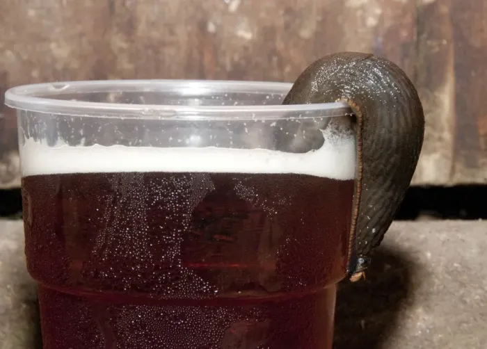 Framed Print : Great Black Slug (Arion ater) brown form, adult, drinking beer from plastic glass, Whitewell, Clitheroe, Lancashire, England, september
