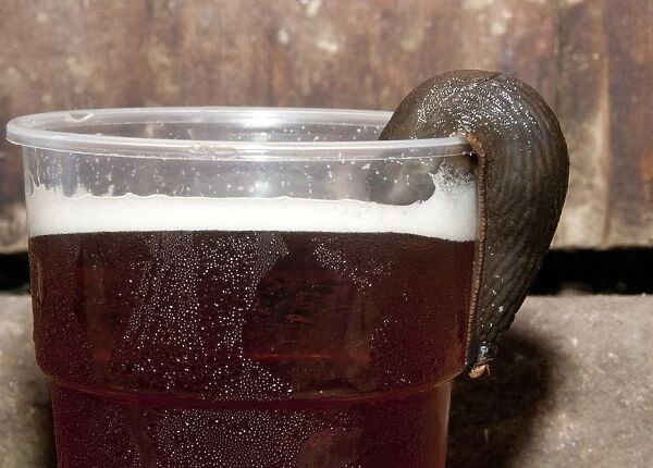 Great Black Slug (Arion ater) brown form, adult, drinking beer from plastic glass, Whitewell, Clitheroe, Lancashire, England, september