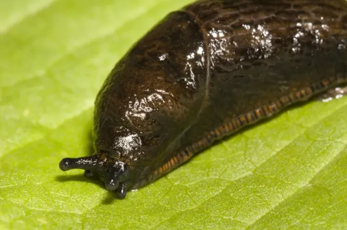 Framed Print : Great Black Slug (Arion ater) reddish brown form, adult, close-up of head and mantle, Crossness Nature Reserve, Bexley Framed Print : Great Black Slug (Arion ater) reddish brown form, adult, close-up of head and mantle, Crossness Nature Reserve, Bexley