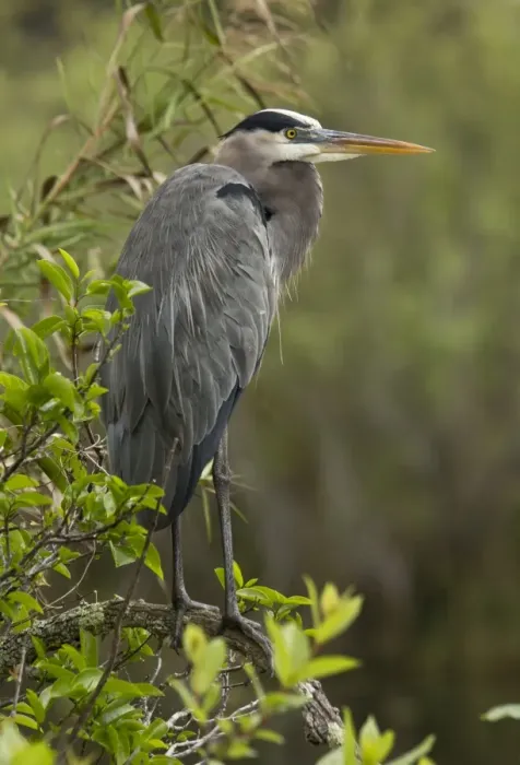 Framed Print : Great Blue Heron (Ardea herodias) adult, standing on branch, Florida, U. S. A. February Framed Print : Great Blue Heron (Ardea herodias) adult, standing on branch, Florida, U. S. A. February