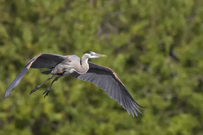 Framed Print : Great Blue Heron (Ardea herodias) adult, in flight, Venice Rookery, Florida, U. S. A Framed Print : Great Blue Heron (Ardea herodias) adult, in flight, Venice Rookery, Florida, U. S. A