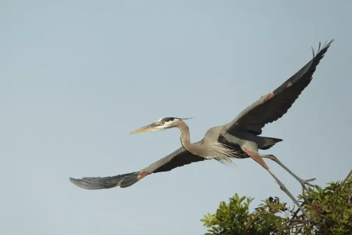 Framed Print : Great Blue Heron (Ardea herodias) adult, taking off from nest in treetop, Florida, U. S. A. February Framed Print : Great Blue Heron (Ardea herodias) adult, taking off from nest in treetop, Florida, U. S. A. February