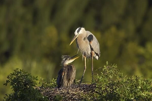 Great Blue Heron (Ardea herodias) adult with chick, at nest in tree, Venice Rookery, Florida, U. S. A