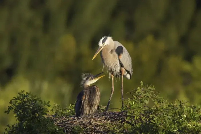 Framed Print : Great Blue Heron (Ardea herodias) adult with chick, at nest in tree, Venice Rookery, Florida, U. S. A Framed Print : Great Blue Heron (Ardea herodias) adult with chick, at nest in tree, Venice Rookery, Florida, U. S. A