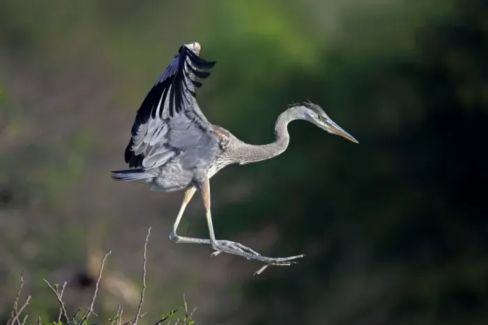 Framed Print : Great Blue Heron (Ardea herodias) chick, fledgling in flight, taking off from nest, Venice Rookery, Venice, Florida Framed Print : Great Blue Heron (Ardea herodias) chick, fledgling in flight, taking off from nest, Venice Rookery, Venice, Florida