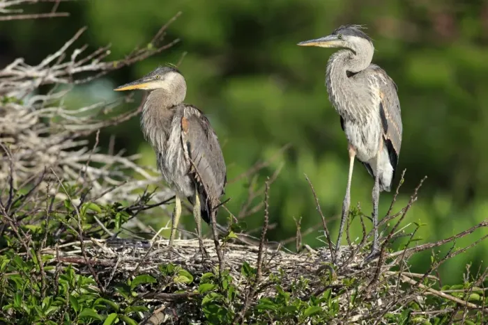 Framed Print : Great Blue Heron (Ardea herodias) two chicks, standing at nest, Venice Rookery, Venice, Florida, U. S. A. March