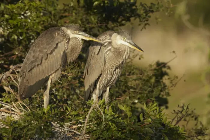 Framed Print : Great Blue Heron (Ardea herodias) two well-developed chicks, standing at nest in treetop, Florida, U. S. A. February Framed Print : Great Blue Heron (Ardea herodias) two well-developed chicks, standing at nest in treetop, Florida, U. S. A. February