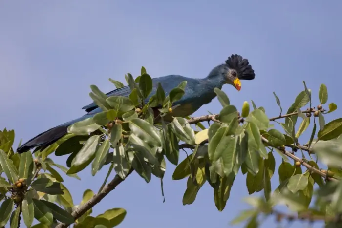 Framed Print : Great Blue Turaco (Corythaeola cristata) adult, perched on branch in fruiting tree, Bigodi Wetland Sanctuary, Uganda Framed Print : Great Blue Turaco (Corythaeola cristata) adult, perched on branch in fruiting tree, Bigodi Wetland Sanctuary, Uganda
