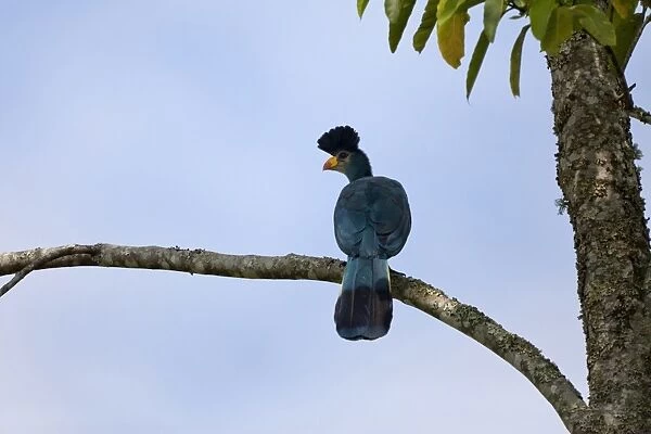 Great Blue Turaco (Corythaeola cristata) adult, perched on branch, Bigodi Wetland Sanctuary, Uganda