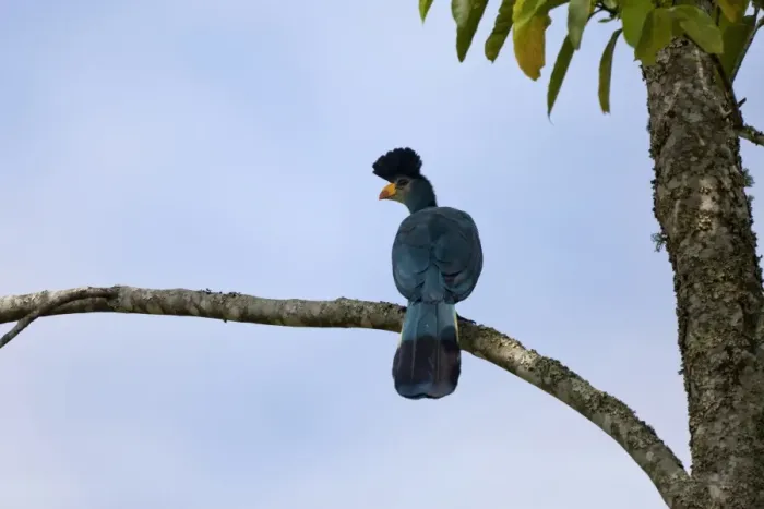 Framed Print : Great Blue Turaco (Corythaeola cristata) adult, perched on branch, Bigodi Wetland Sanctuary, Uganda Framed Print : Great Blue Turaco (Corythaeola cristata) adult, perched on branch, Bigodi Wetland Sanctuary, Uganda