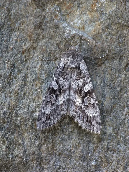 Framed Print : Great Brocade (Eurois occulta) adult, resting on stone, Cannobina Valley, Italian Alps, Piedmont, Northern Italy, July