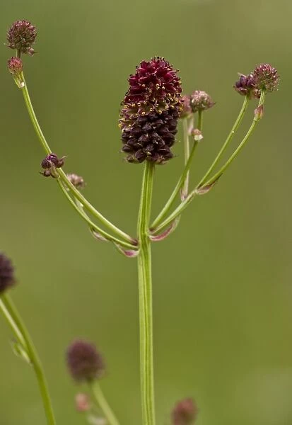 Great Burnet (Sanguisorba officinalis) flowering, growing in damp hay meadow, Switzerland, june