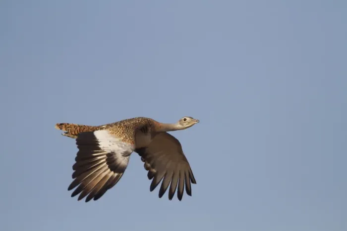 Framed Print : Great Bustard (Otis tarda) adult female, in flight, Extremadura, Spain, September Framed Print : Great Bustard (Otis tarda) adult female, in flight, Extremadura, Spain, September