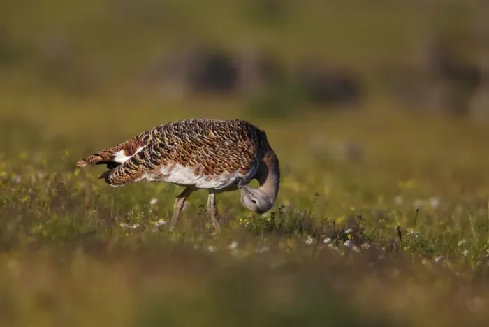 Framed Print : Great Bustard (Otis tarda) adult female, preening, standing amongst wildflowers, Extremadura, Spain, april Framed Print : Great Bustard (Otis tarda) adult female, preening, standing amongst wildflowers, Extremadura, Spain, april