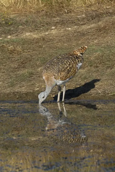 Framed Print : Great Bustard (Otis tarda) adult male, drinking at pool, Extremadura, Spain, august