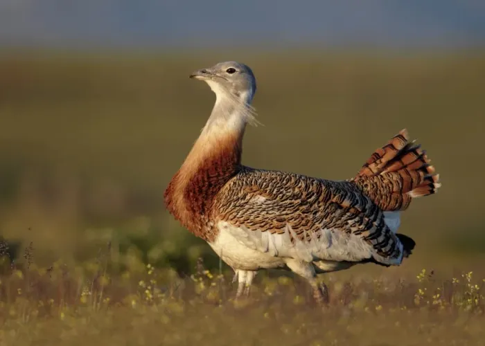 Framed Print : Great Bustard (Otis tarda) adult male, walking, Extremadura, Spain, april Framed Print : Great Bustard (Otis tarda) adult male, walking, Extremadura, Spain, april