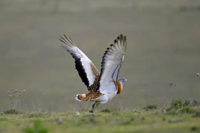Framed Print : Great Bustard (Otis tarda) adult male, in flight, taking off, Extremadura, Spain