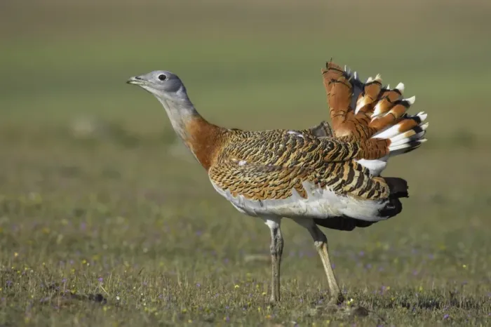 Framed Print : Great Bustard (Otis tarda) adult male, walking, Extremadura, Spain Framed Print : Great Bustard (Otis tarda) adult male, walking, Extremadura, Spain
