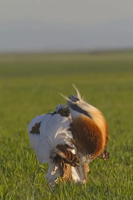 Framed Print : Great Bustard (Otis tarda) adult male, displaying, Castilla y Leon, Spain, April Framed Print : Great Bustard (Otis tarda) adult male, displaying, Castilla y Leon, Spain, April