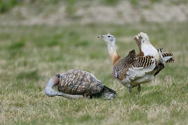 Great Bustard (Otis tarda) adult male, with wing tag, displaying beside decoy used to attract previous releases back to