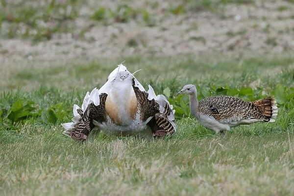 Great Bustard (Otis tarda) adult male, with wing tags, displaying to adult female, released in reintroduction project