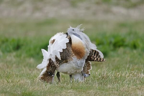 Great Bustard (Otis tarda) adult male, with wing tags, displaying on grass, released in reintroduction project